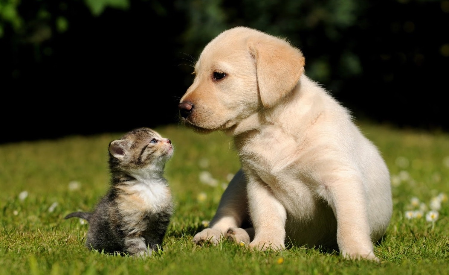 Knowing Your Pet’s Special Breed & Genetics with Exceptional DNA Tests
